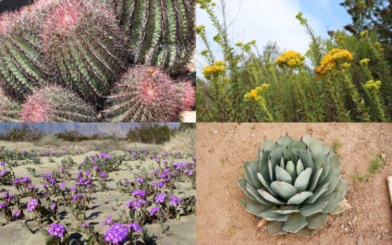 plantas del desierto y sus características