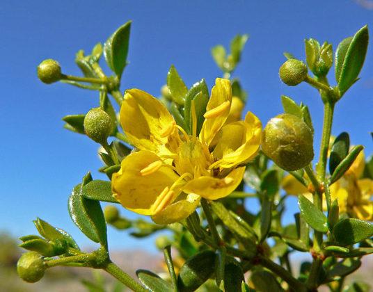 Flora y fauna de Aridoamérica