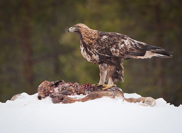 Águila real: características, hábitat, reproducción, alimentación