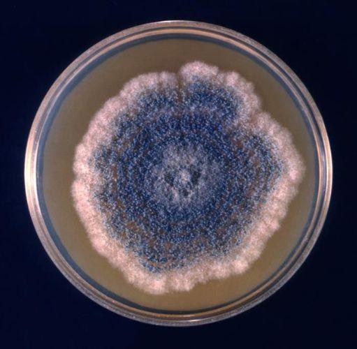 Ascosporas De Aspergillus