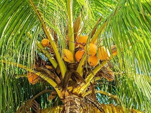 Cocos Nucifera Caracteristicas Habitat Usos Cuidados