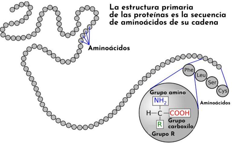 Estructura Primaria De Las Proteínas Qué Es Características