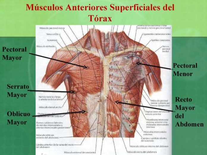 Músculos Del Tronco Y Sus Características Con Imágenes 9910