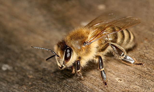 Apis Mellifera Características Hábitat Reproducción Alimentación 