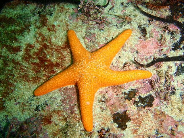 Características de las estrellas de mar – Botanical-online