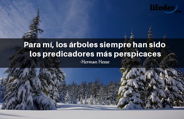 Las 101 mejores frases de árboles