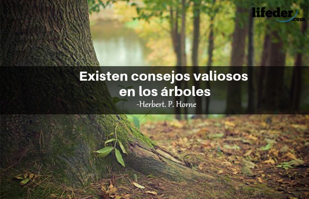 Las 101 mejores frases de árboles