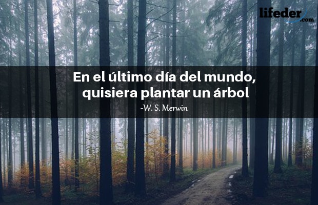 Las 101 Mejores Frases De Arboles