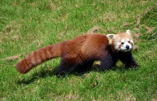 Dibujo De Cara De Panda Rojo