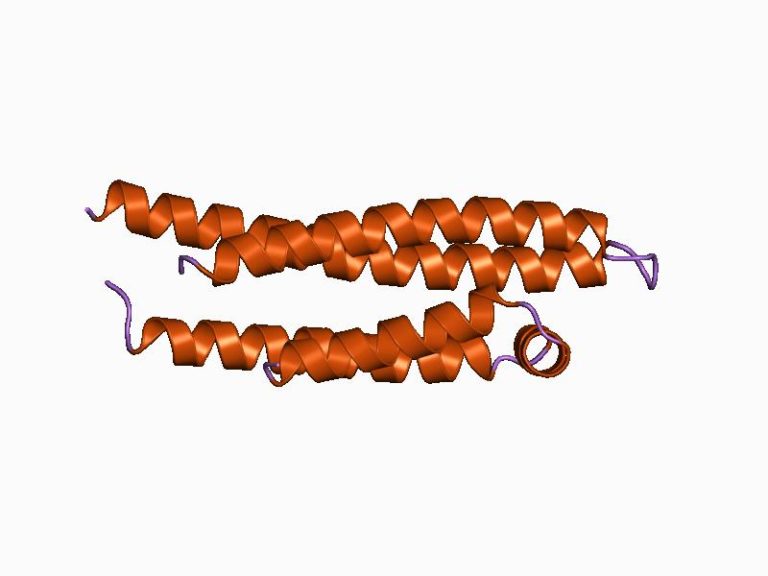 Apolipoproteína E: Características, Funciones, Enfermedades