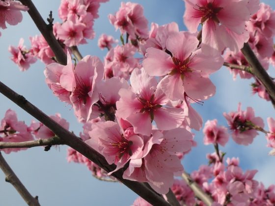 Almendro: Qué Es, Características, Hábitat, Cultivo Y Variedades