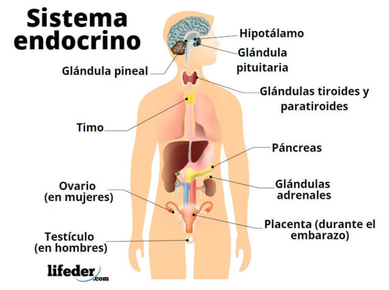 Sistema Endocrino Funciones Partes Hormonas Enfermedades 2683