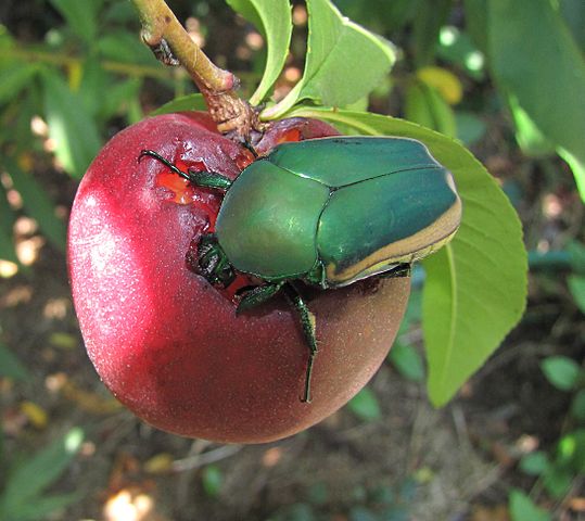 Mayate Qué Es Características Hábitat Reproducción Control Biológico