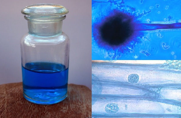 Azul de metileno, Antiséptico, Cicatrizante