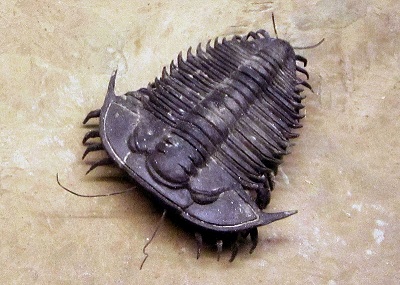 Resultado de imagen de trilobites