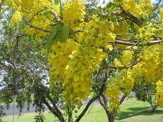 Cassia Fistula: Características, Taxonomía, Distribución, Usos