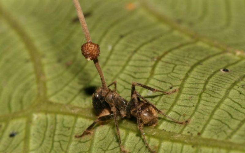 Ophiocordyceps unilateralis: qué es, características, hábitat, importancia