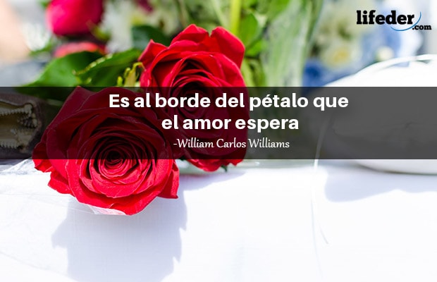 Las 110 mejores frases de rosas (muy románticas)