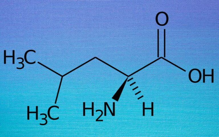 Leucina Qué Es Características Estructura Funciones Biosíntesis 7827