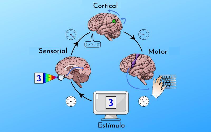 ejemplo de metodo experimental en la psicologia