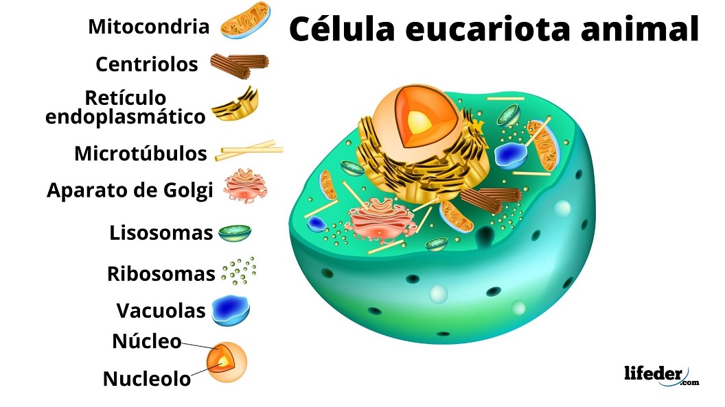 Tipos De Células Y Sus Características (eucariotas Y Procariotas)