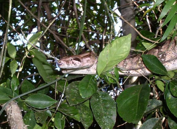 Boa Constrictor Características Hábitat Reproducción Alimentación 4987