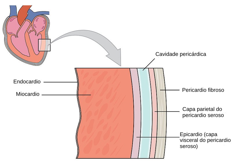 Capas Del Corazón Histología Y Funciones Lifeder