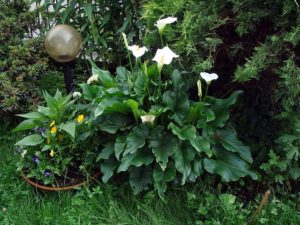 Flor cala: características, hábitat, propiedades, usos, cultivo