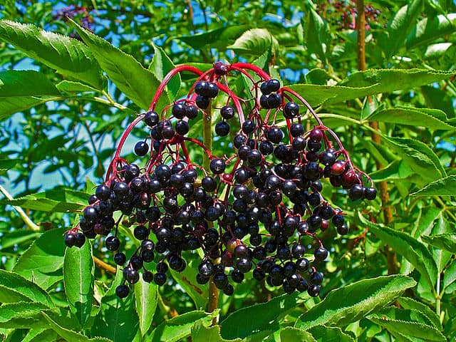 Sambucus Nigra Qué Es Características Hábitat Usos Propiedades