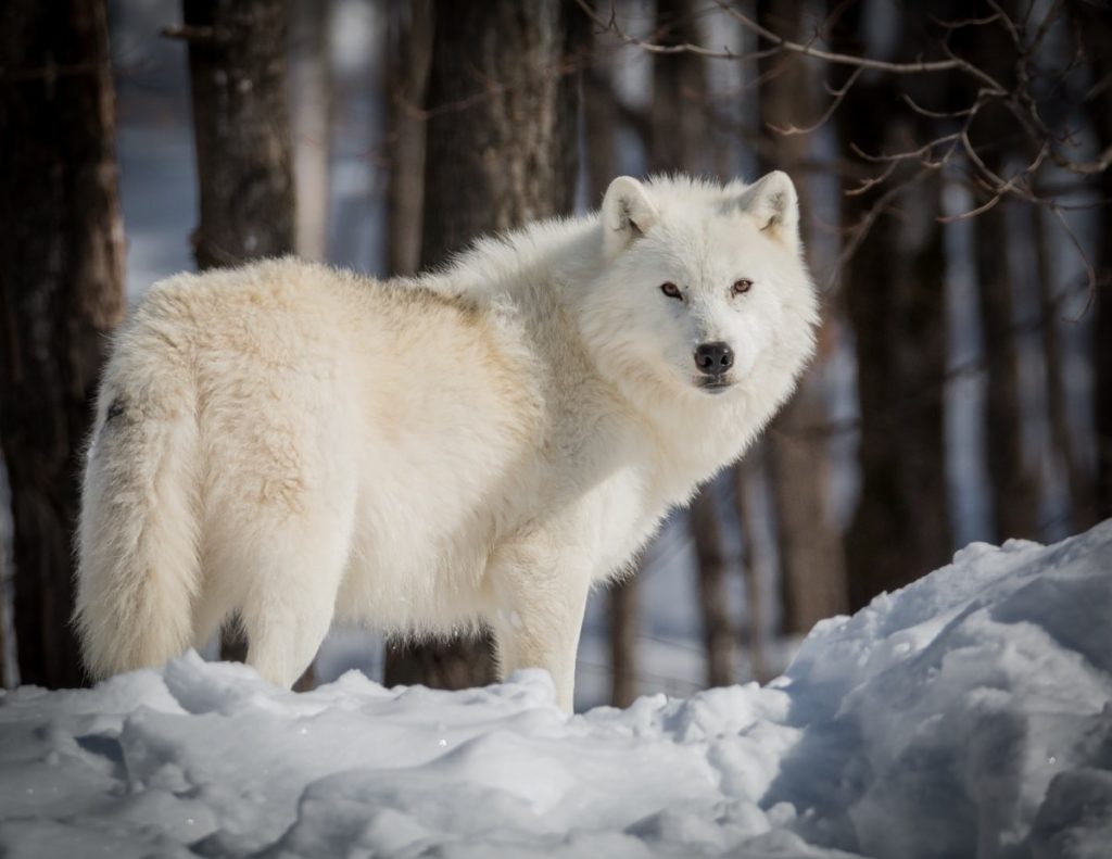 Lobo blanco: características, hábitat, alimentación, comportamiento