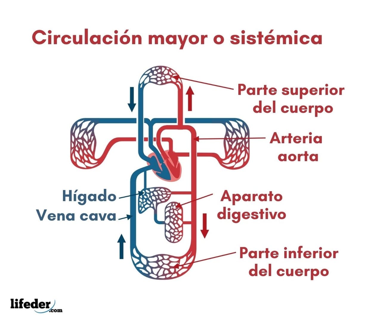 Circulacion Mayor Y Circulacion Menor Del Corazon Kulturaupice