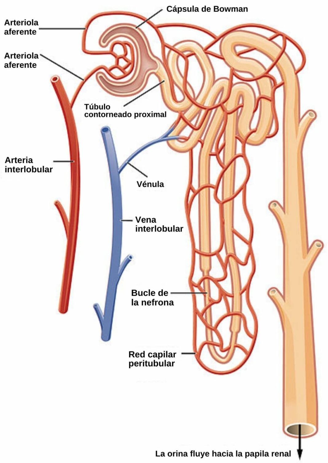 Glom Rulo Renal Estructura Funciones Patolog As