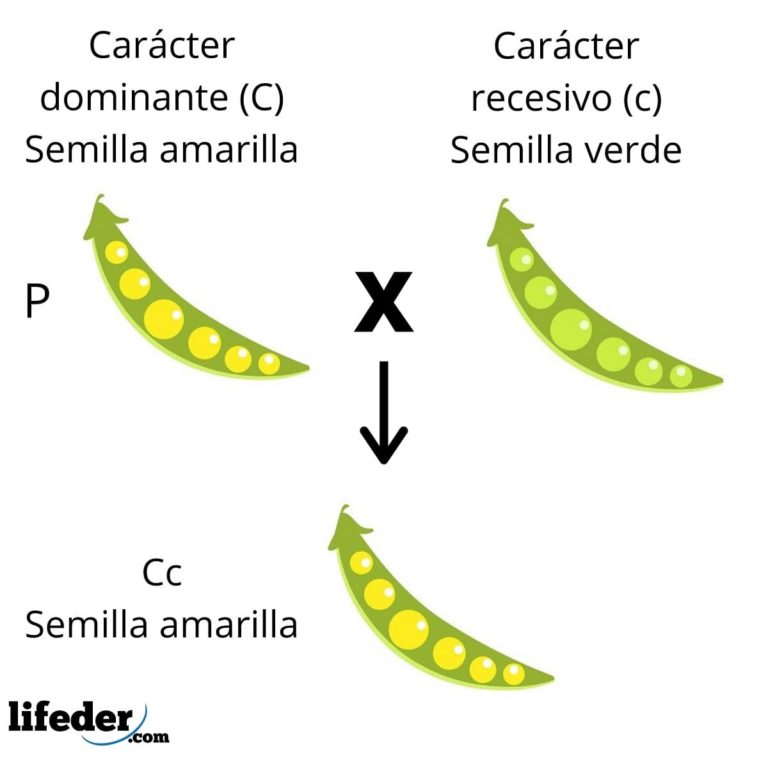 Leyes De Mendel: Explicación Fácil Y Ejemplos