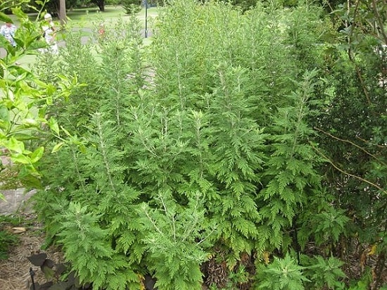 Artemisia annua - Wikipedia, la enciclopedia libre