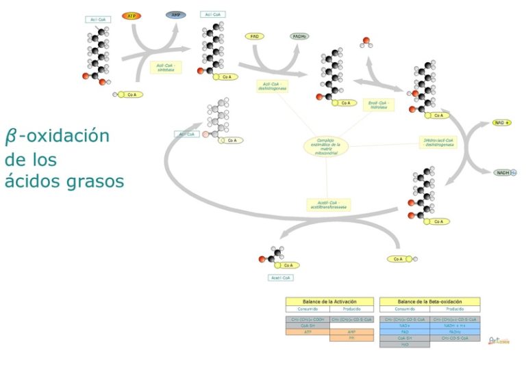 Beta Oxidación De ácidos Grasos: Pasos, Reacciones, Productos, Regulación