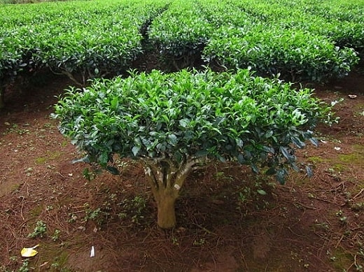 Camellia sinensis: características, hábitat, propiedades, cultivo