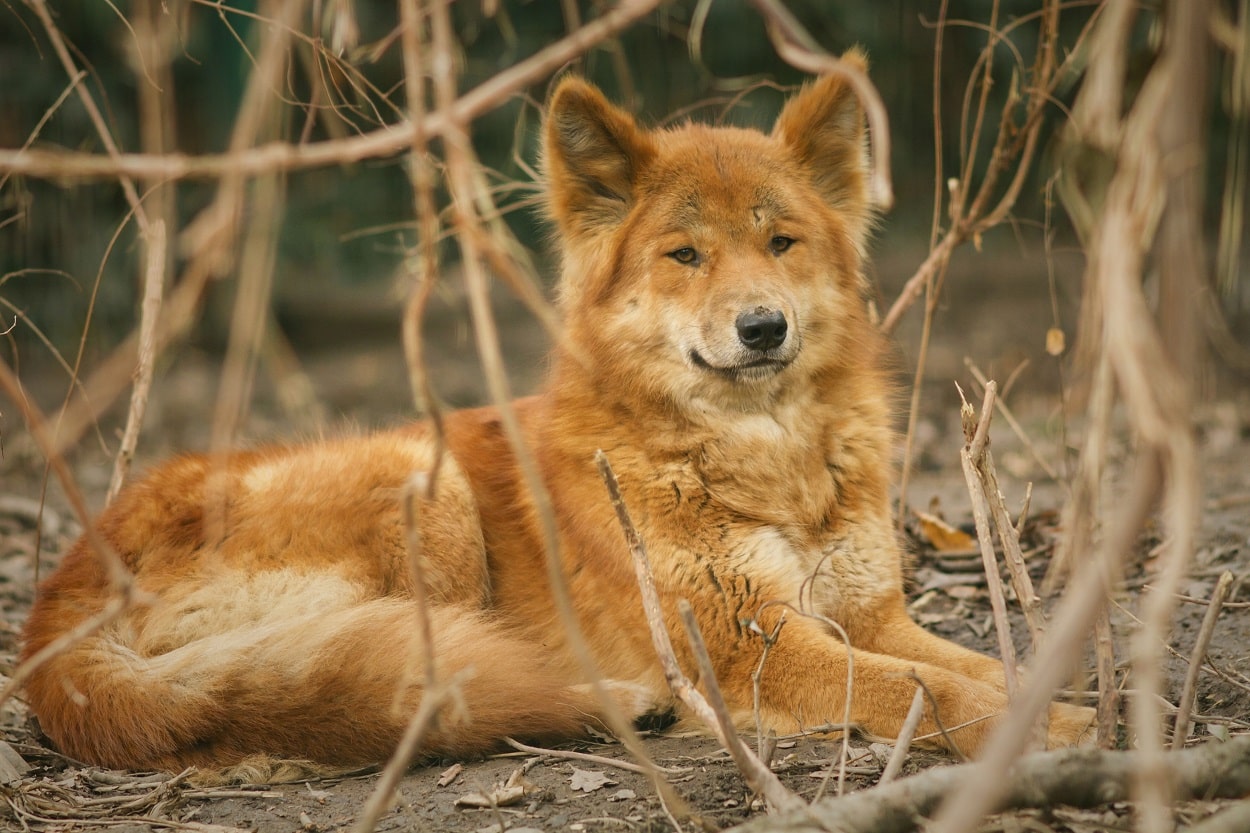 es un dingo clasificado como un perro