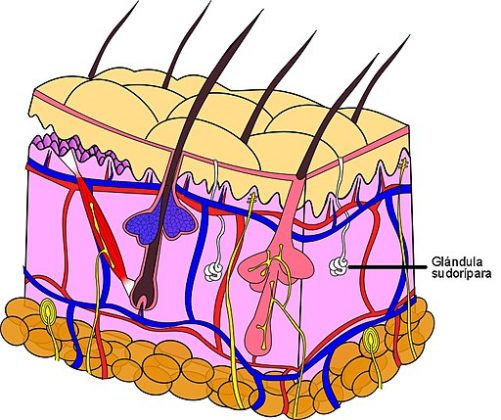 Glándulas Sudoríparas Concepto Función Tipos Y Enfermedades
