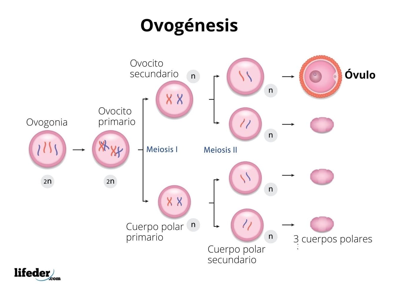 Process Of Meiosis Ovogenesis Y Espermatogenesis Porn Sex Picture 5909