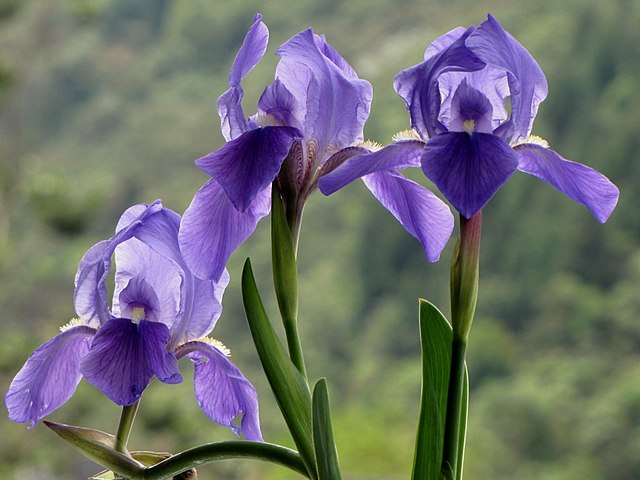 Iris germanica: características, floración, cuidados, propiedades