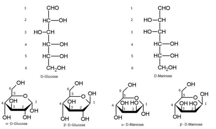 Clasificación De Los Carbohidratos Con Imágenes 5716