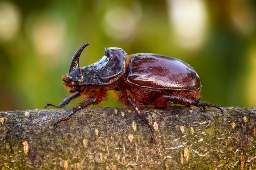 21 Animales que Respiran por la Traquea