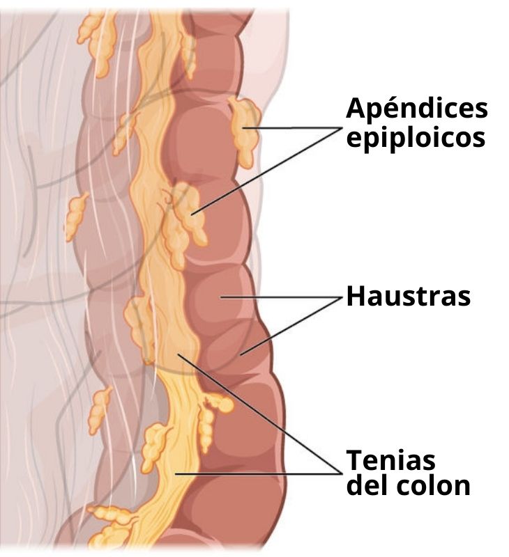 Haustras Concepto Histologia Motilidad Enfermedades