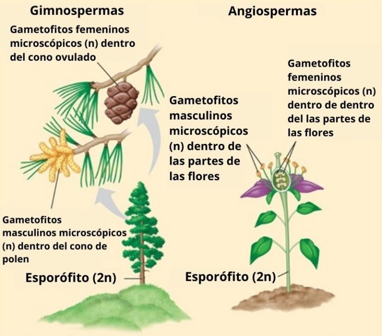 gimnospermas características clasificación y ejemplos de especies