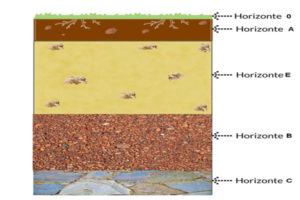 Suelo: Concepto, Características, Formación, Composición, Capas, Tipos