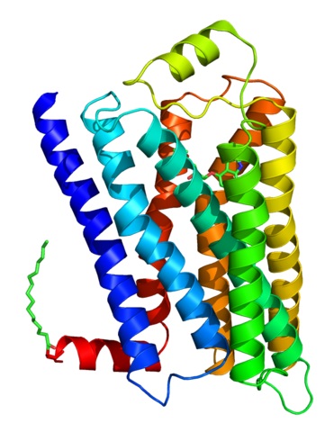 Receptores Adrenergicos Ubicacion