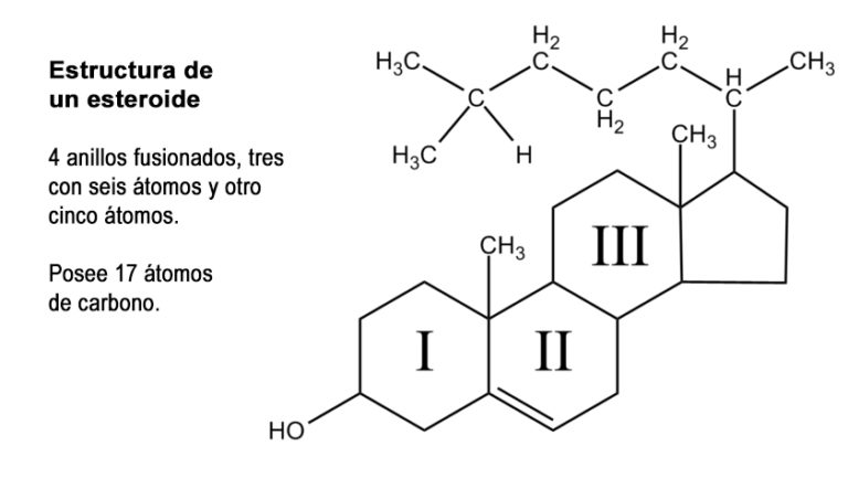 Hormonas Esteroideas Estructura Síntesis Mecanismo De Acción 