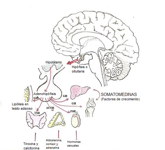 Hormona Del Crecimiento (somatotropina): Estructura, Funciones