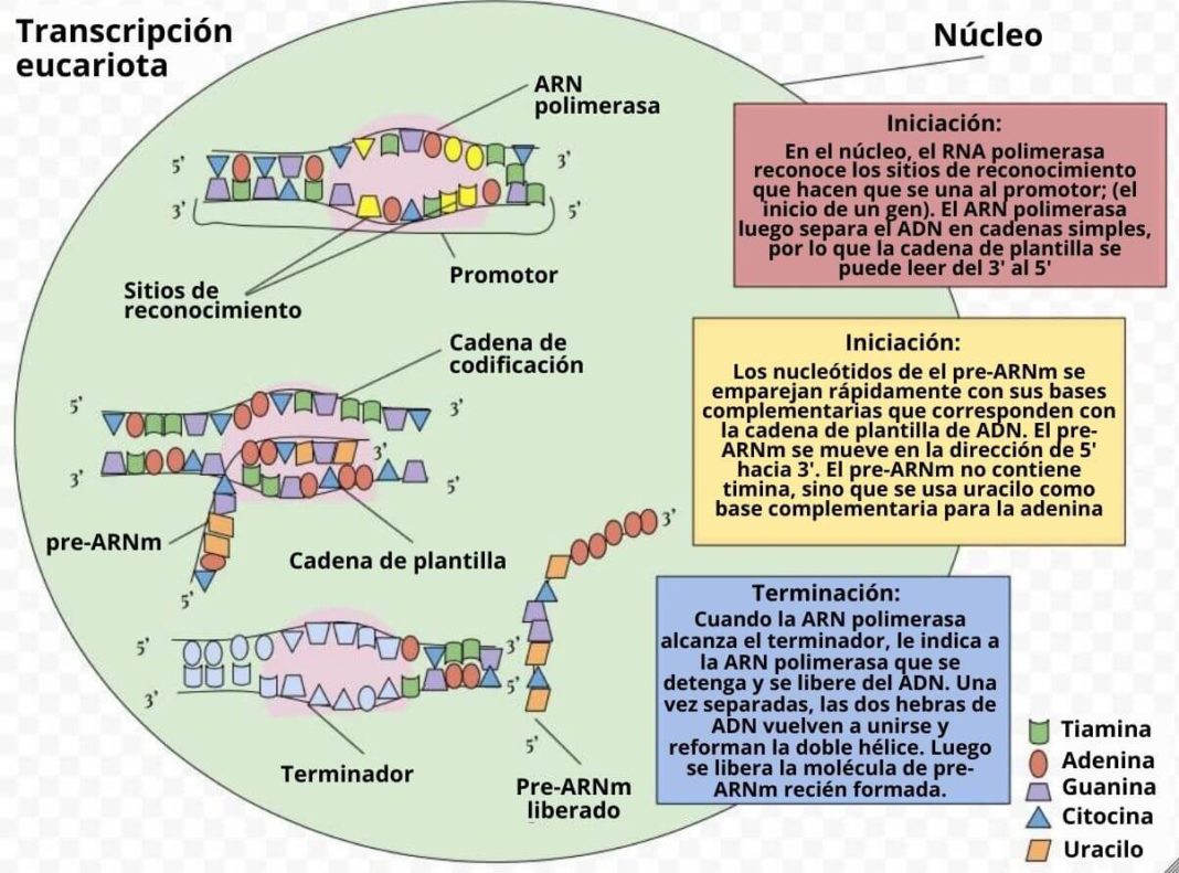 Transcripción del ADN qué es proceso en eucariotas y en procariotas