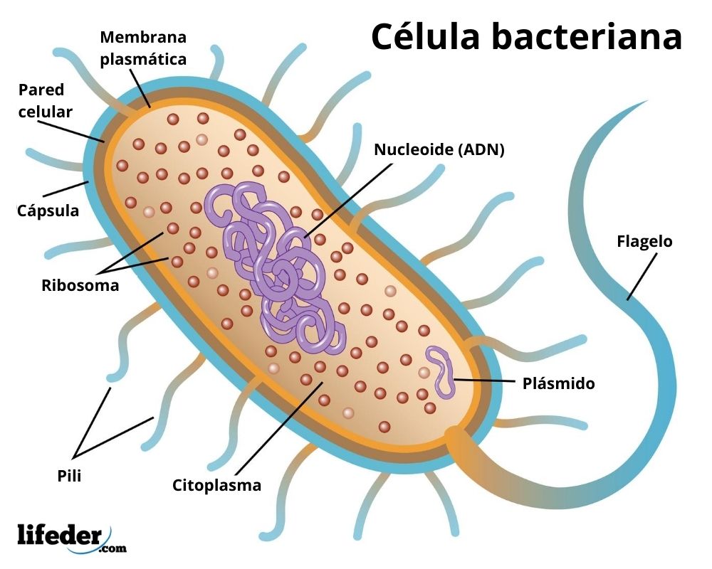 Los Diferentes Tipos De Bacterias Y Sus Caractersticas | Hot Sex Picture